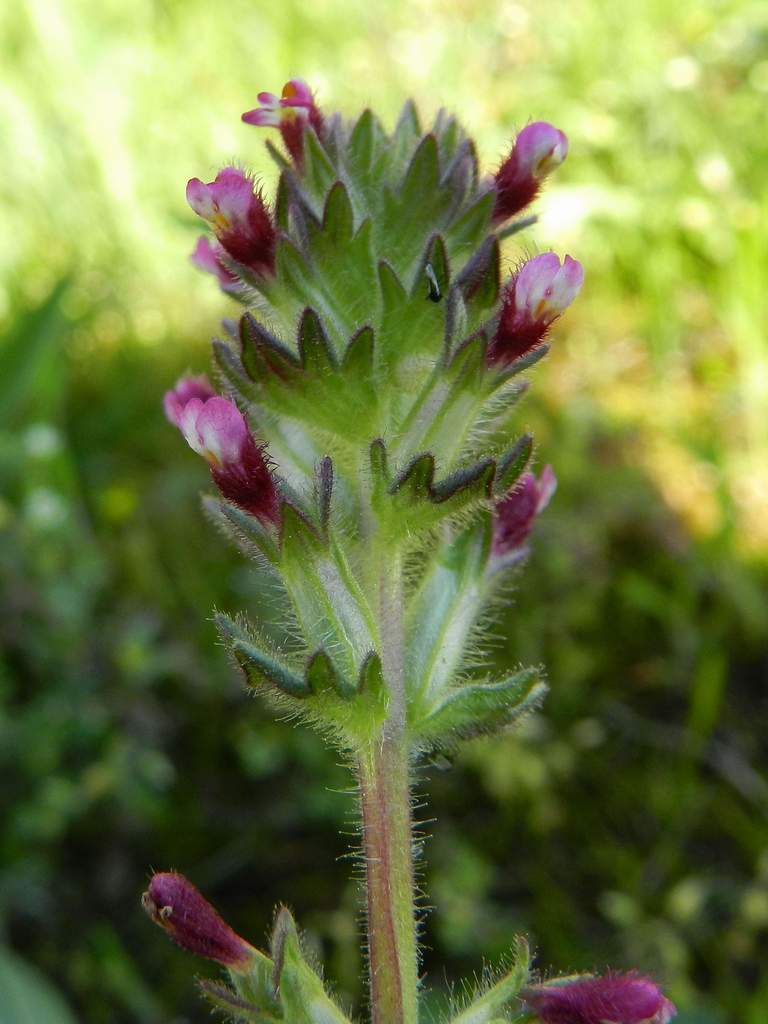 Parentucellia latifolia